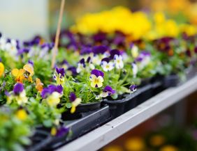 Nahaufnahme von bunten Stiefmütterchen in Pflanzentöpfen auf einem Marktstand.